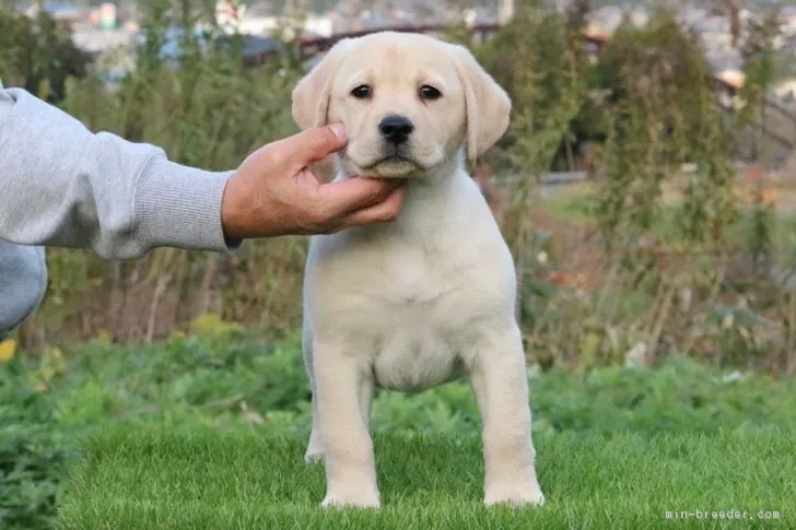 ID：1811-01630の子犬