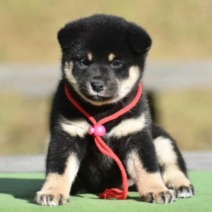 ID:2311-02556の子犬