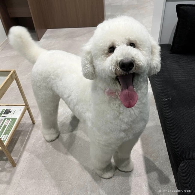 スタンダードプードル【・女の子・2021年6月5日・ホワイト】