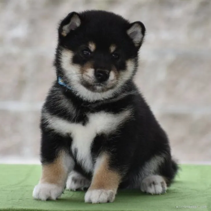 ID:2307-01726の子犬