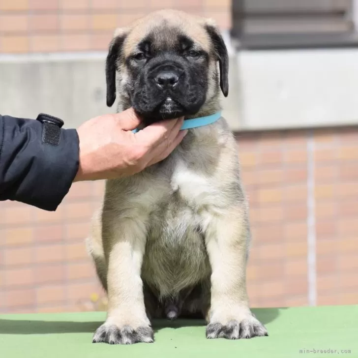 ID：2402-04018の子犬