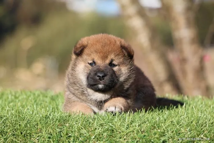 ID：1902-02694の子犬
