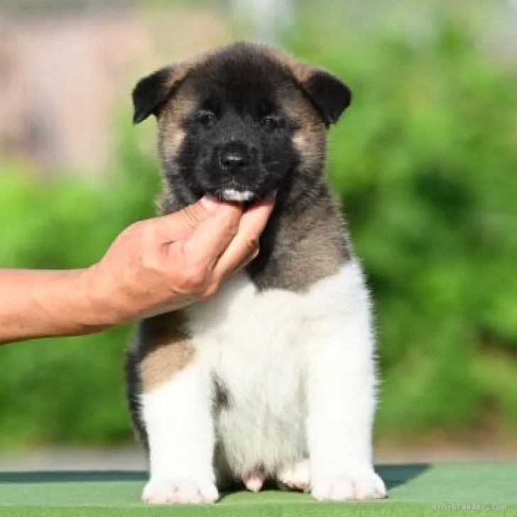 ID:2307-05027の子犬