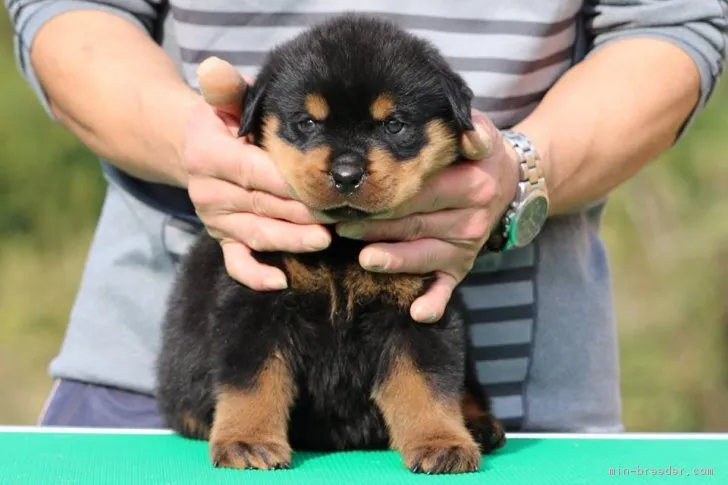 ID:1711-01335の子犬