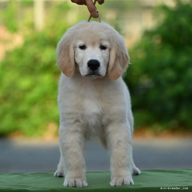 ID:2307-06699の子犬