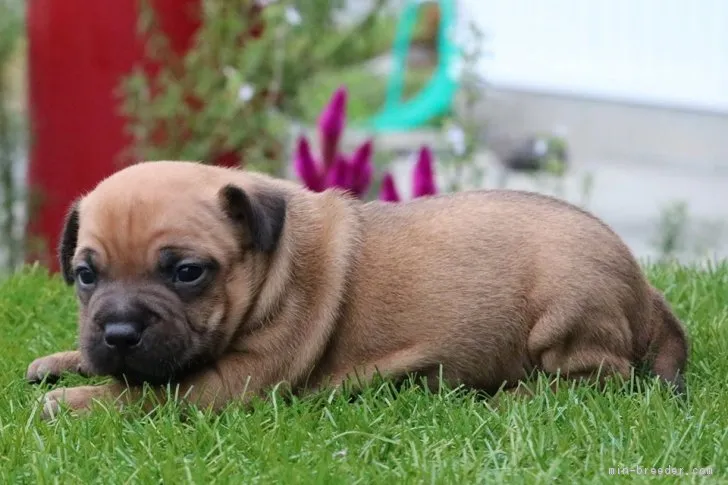 ID:1810-01725の子犬