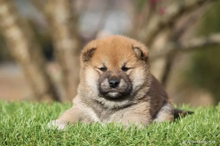 ID:1902-02698の子犬