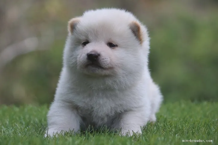 ID：2003-01199の子犬