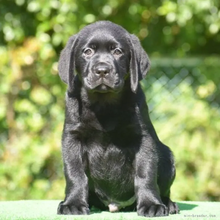 S.M 様のお迎えした子犬