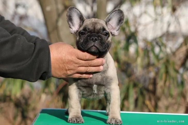 ID:1712-01467の子犬