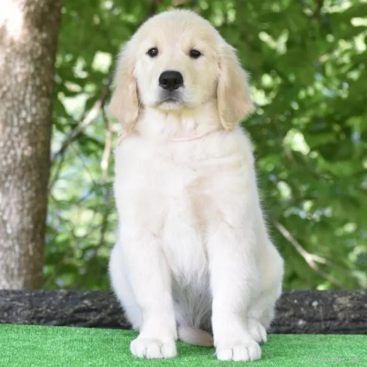 ID：2206-01528の子犬