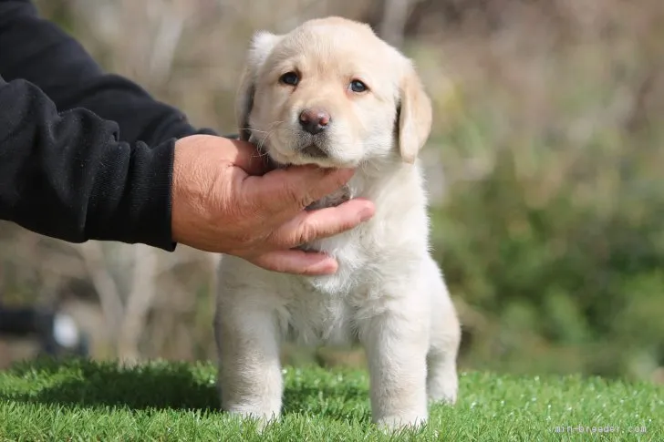 ID：2002-01353の子犬