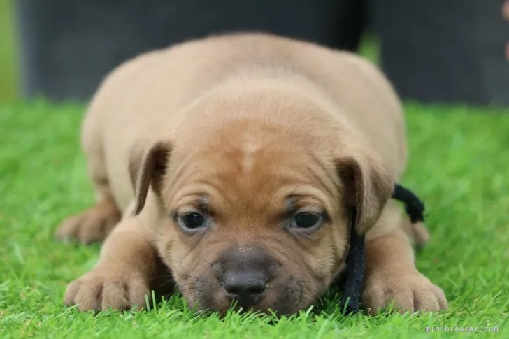 ID:1704-01514の子犬