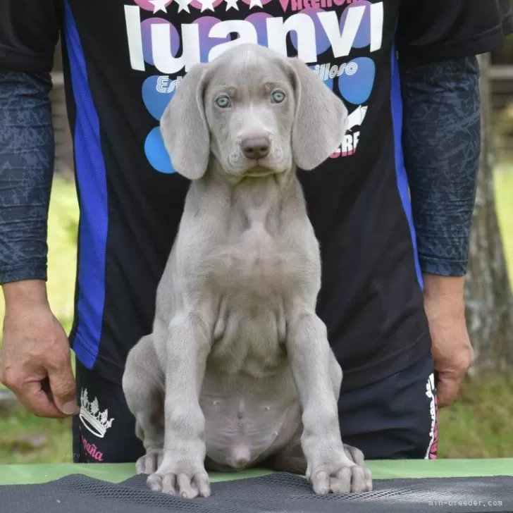 ID:2404-07134の子犬