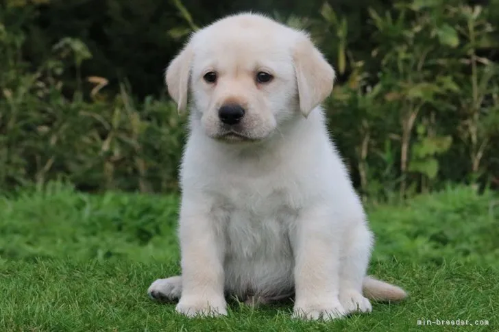 ID:1811-01891の子犬