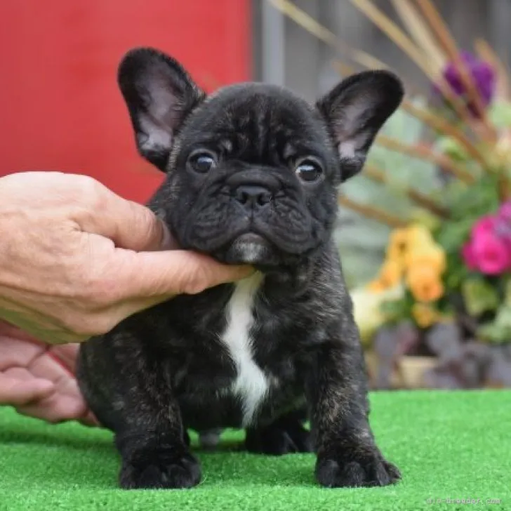 ID:2302-02119の子犬