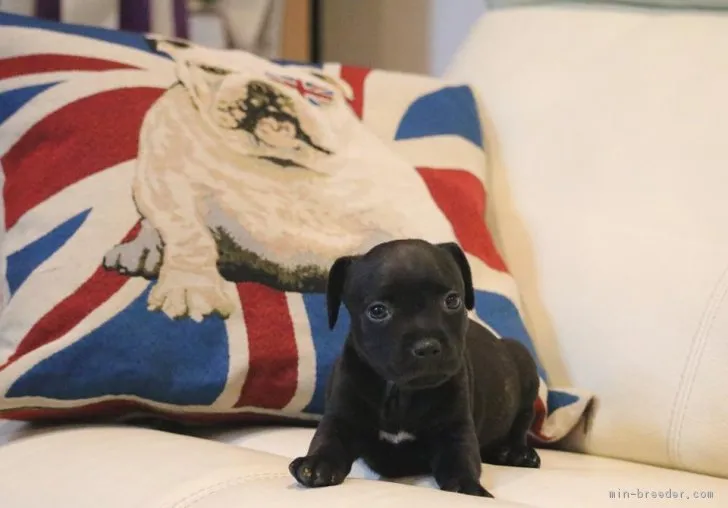 ID:1811-00702の子犬