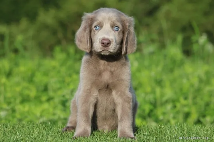 notenin 様のお迎えした子犬