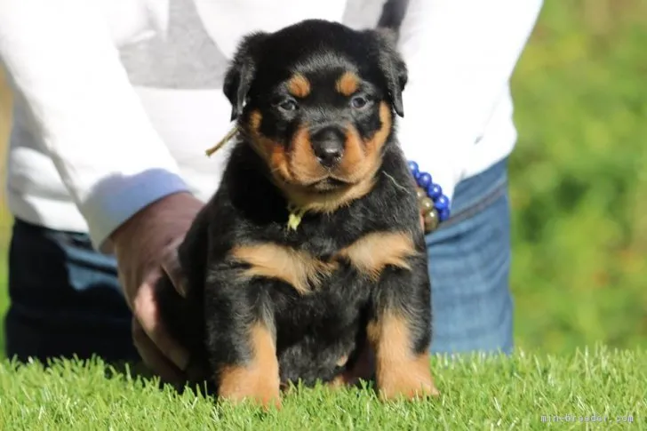 ID:1810-02887の子犬