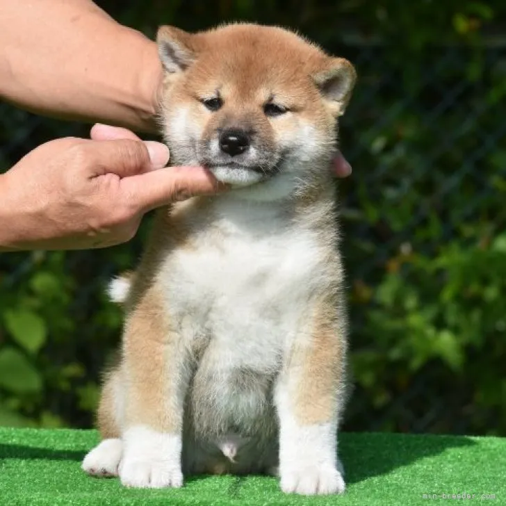 ID：2305-03886の子犬