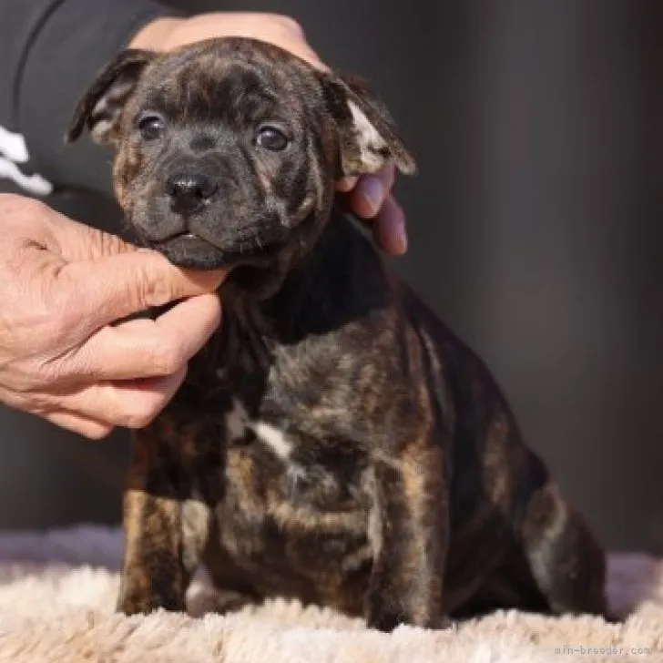 H.T 様のお迎えした子犬