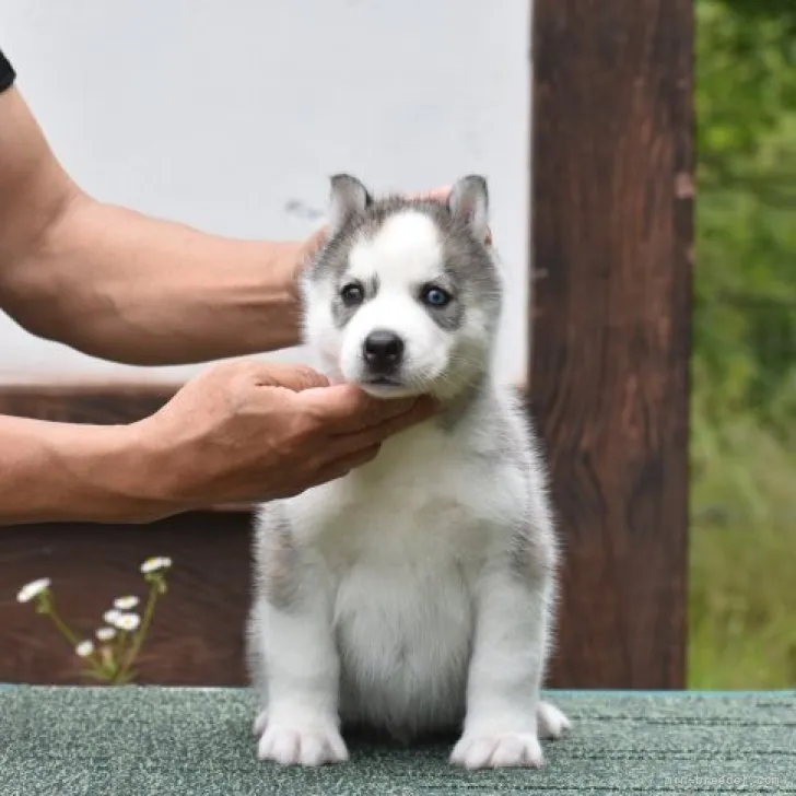 K.M 様のお迎えした子犬