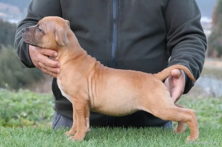 ID:1812-02765の子犬
