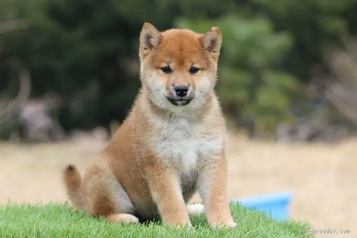 柴犬(標準サイズ)【三重県・女の子・2017年1月22日・赤】の写真1