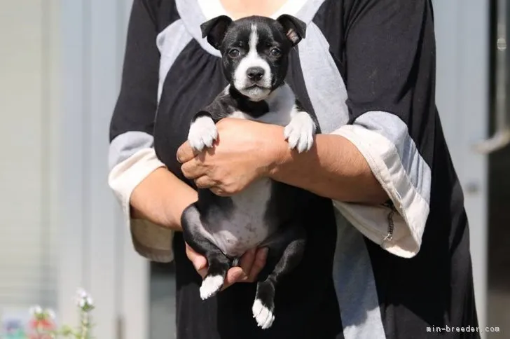 ID：1808-02186の子犬