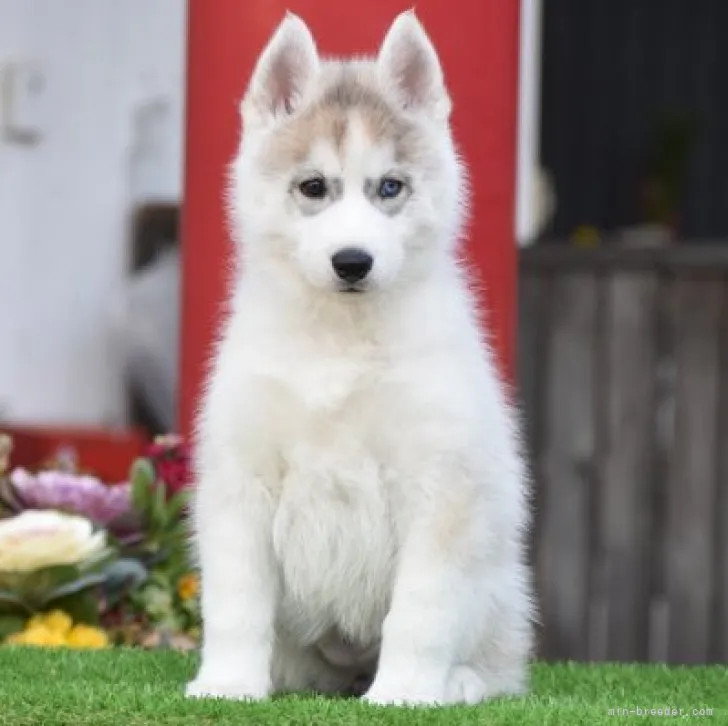 ID:2212-02588の子犬