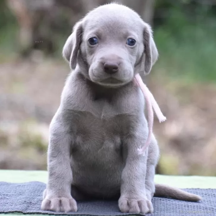 fuci 様のお迎えした子犬