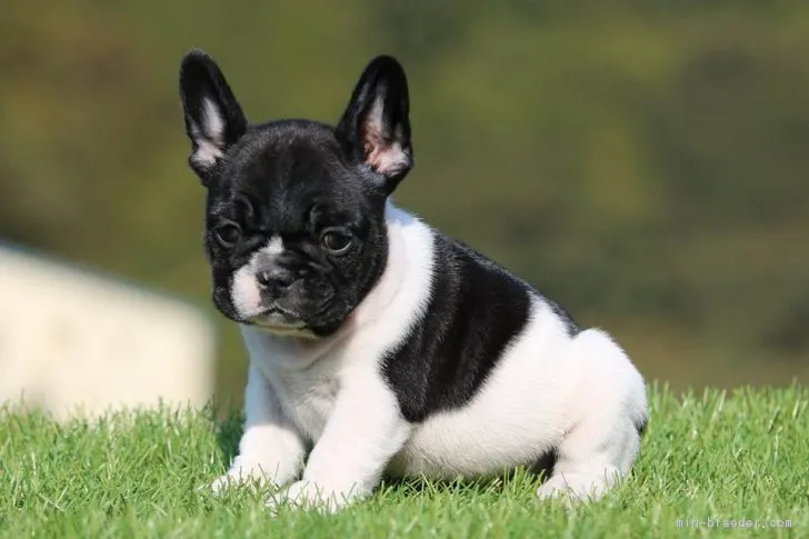 ID:1901-00965の子犬