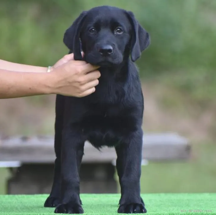 ID:2209-05077の子犬