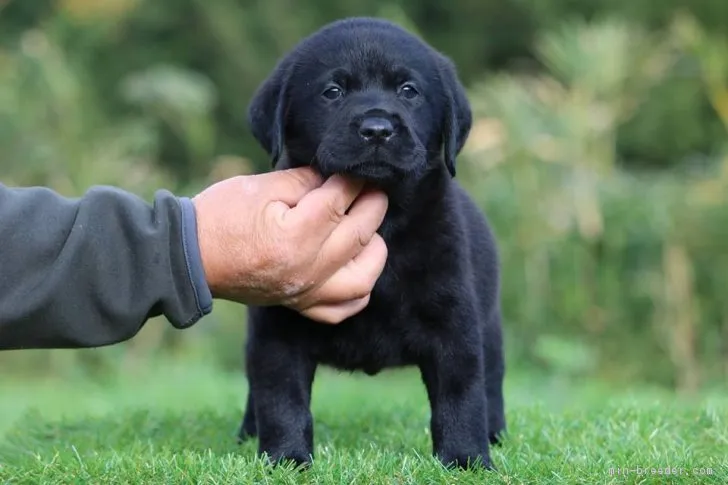 ID:1811-01897の子犬