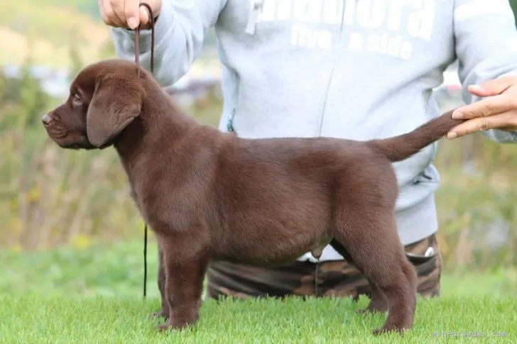 ID:1811-01637の子犬