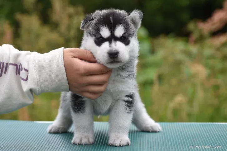 ニシ 様のお迎えした子犬