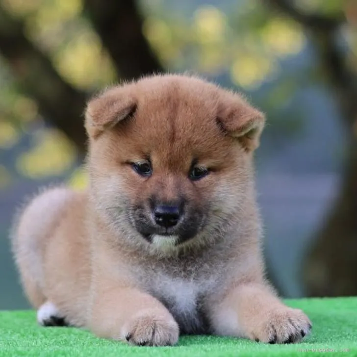 ID：2206-01547の子犬