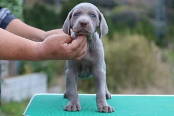 ワイマラナー【三重県・男の子・2018年3月2日・グレー】の写真「父インターナショナルチャンピオンの血統優秀な子犬達」