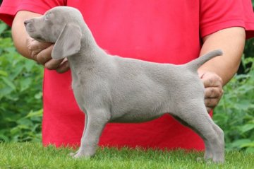 ワイマラナー【三重県・女の子・2019年8月4日・グレー】の写真「ボディ構成の良い女の子」