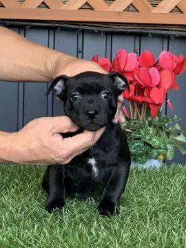 スタッフォードシャーブルテリア【三重県・女の子・2021年10月1日・ブリンドル】の写真「とても美しいおか」