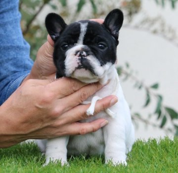 フレンチブルドッグ【三重県・女の子・2019年9月16日・パイド】の写真「父ブリンドル母パイドから生まれた健全なパイドカラー」