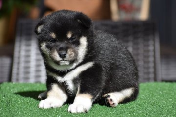 柴犬(標準サイズ)【三重県・女の子・2020年12月10日・黒】の写真「きれいなお顔の女の子！！」