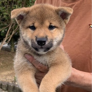 柴犬(標準サイズ)【三重県・女の子・2024年5月10日・赤】の写真「父日保本部展準最高賞受賞犬竜助号直子」