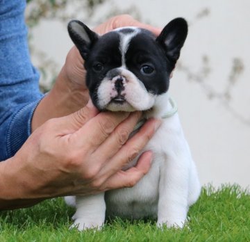 フレンチブルドッグ【三重県・女の子・2019年9月16日・パイド】の写真「父ブリンドル母パイドから生まれた健全なパイド」
