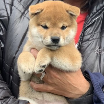 柴犬(標準サイズ)【三重県・男の子・2023年2月19日・赤】の写真「両親日保の名血から生まれた子犬」