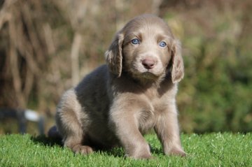 ワイマラナー【三重県・男の子・2020年1月10日・グレー】の写真「お顔の凛々しいイケメンの男の子」