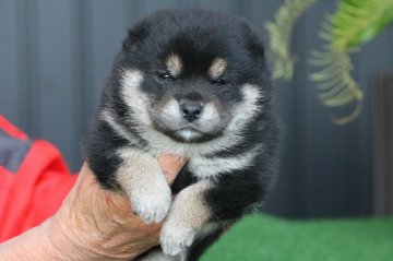 柴犬(標準サイズ)【三重県・女の子・2020年10月12日・黒】の写真「小粒で可愛い黒柴の女の子」