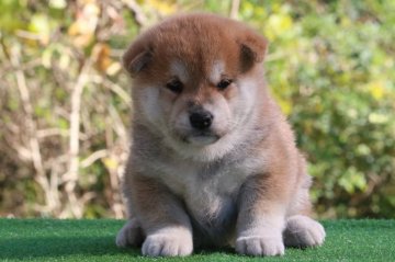 柴犬(標準サイズ)【三重県・男の子・2020年10月25日・赤】の写真「骨量豊な男の子」