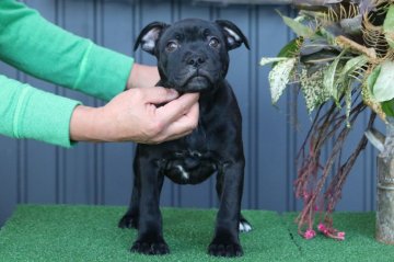 スタッフォードシャーブルテリア【三重県・男の子・2020年9月19日・ブリンドル】の写真「父ロシアＪｒチャンピオンの男の子」