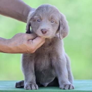 ワイマラナー【三重県・男の子・2023年7月4日・グレー】の写真「両親ロング母AUSTCH直娘の子犬」